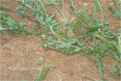 Heliotropium ovalifolium